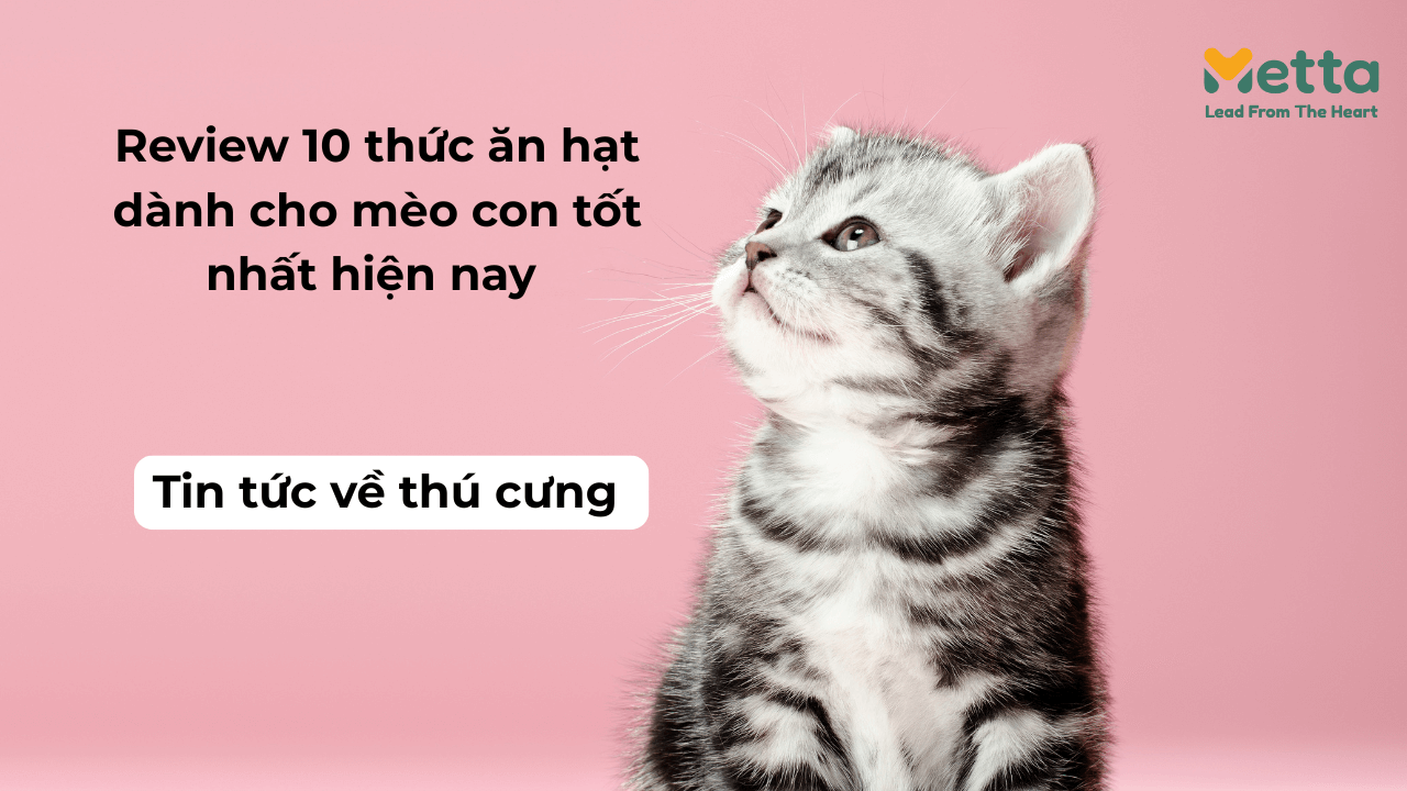 Review 10 Thức ăn Hạt Dành Cho Mèo Con Tốt Nhất Hiện Nay