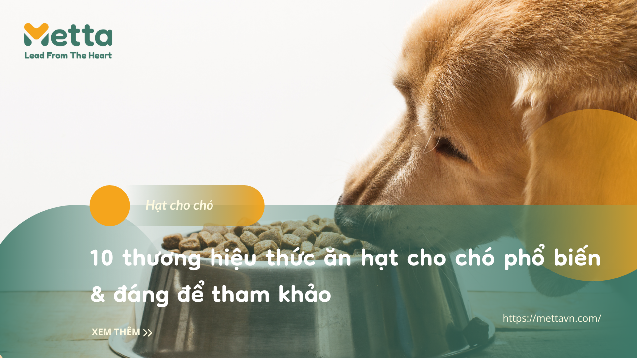 10 Thương Hiệu Thức ăn Hạt Cho Chó Phổ Biến & đáng để Tham Khảo