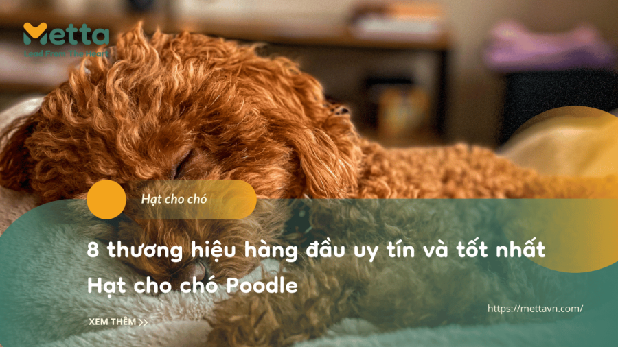 8 Thương Hiệu Hàng đầu Uy Tín Và Tốt Nhất Hạt Cho Chó Poodle