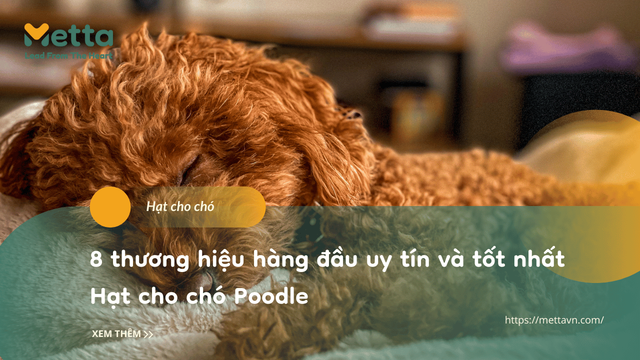 8 Thương Hiệu Hàng đầu Uy Tín Và Tốt Nhất Hạt Cho Chó Poodle