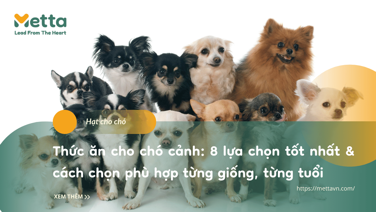 Thức ăn Cho Chó Cảnh 8 Lựa Chọn Tốt Nhất & Cách Chọn Phù Hợp Từng Giống, Từng Tuổi