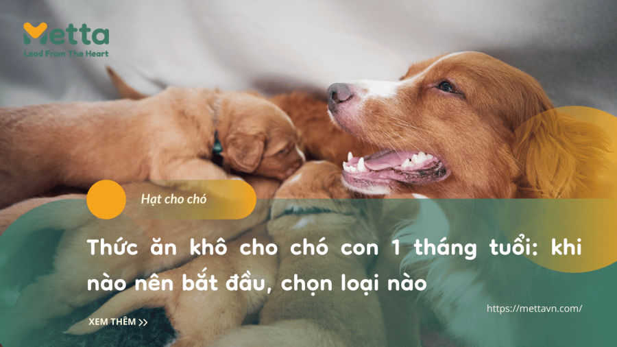 Thức ăn Khô Cho Chó Con 1 Tháng Tuổi Khi Nào Nên Bắt đầu, Chọn Loại Nào